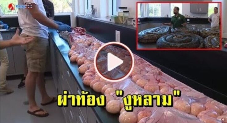 โคตรอึ้ง!ชาวบ้านจับ “งูหลามพม่า” เมื่อผ่าท้องพิสูจน์ถึงกับผงะ เมื่อเห็นสิ่งที่อยู่เต็มท้องของมัน!!