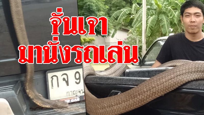 จั่นเจา จงอางยักษ์ นั่งรถเล่นให้จับ ชาวบ้านไม่พลาด!!