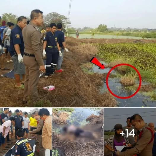ปลาในบ่อหายบ่อย เจ้าของที่ เสียบไฟ หวังช็อตตัวเงินตัวทอง เช้ามาเจอภาพสะเทือนใจ