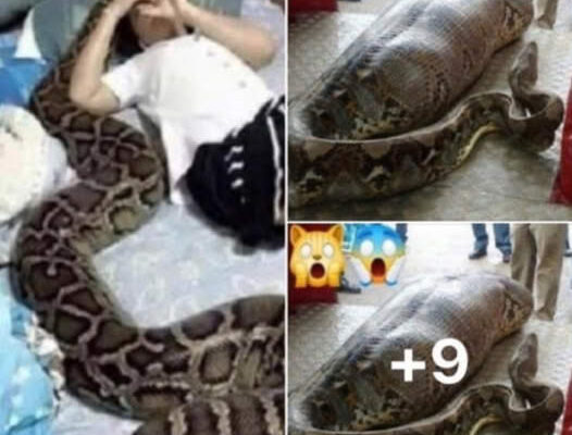 ตะลึง คนกับงูจงอางแต่งงานกัน อยู่กินด้วยกันมาร่วม 2ปี ‎คิดหวังสิ่งใดขอให้สมปารถนา สาธุ ‎ ‎ ‎
