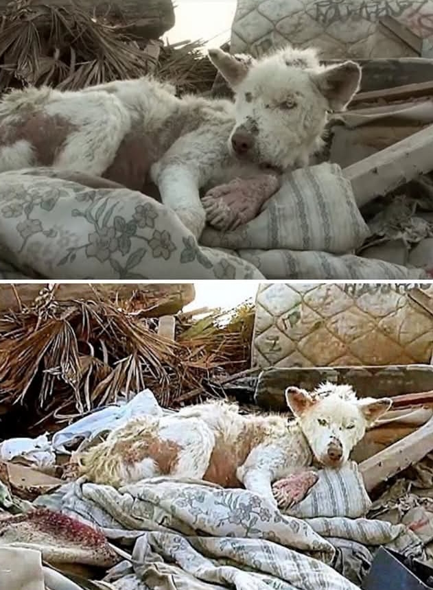 After years of surviving in a garbage dump on the outskirts of the city, the homeless Husky finally collapsed, worn down by a life of hardship and neglect.