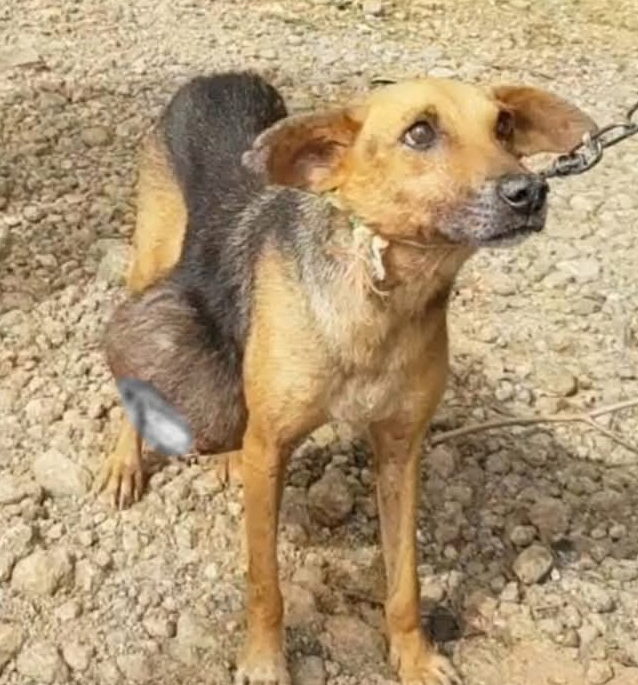 Chained No More: Chompito’s Journey from Neglect to a Loving Forever Home