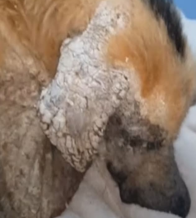 Abandoned Dog Lucito’s Remarkable Journey from Neglect to Hope and Happiness