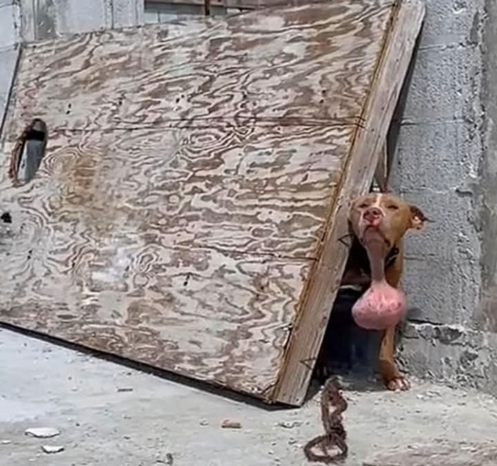 Courageous Canine Rescued From Abandonment, Undergoes Life-Saving Surgery for Massive Tumor