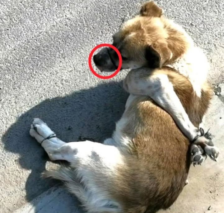 Trapped and Helpless: Dog’s Silent Plea Ignored Amid Chaotic Street招商主管