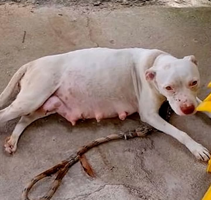 The Man Who Vowed to Love Her Forever Drove Away. She Waited in the Freezing Cold, Not Knowing He Was Never Coming Back.