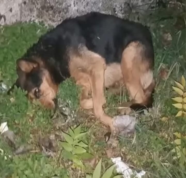 Rescued Dog Dara Overcomes Adversity, Finds Hope and Healing Through Love and Care