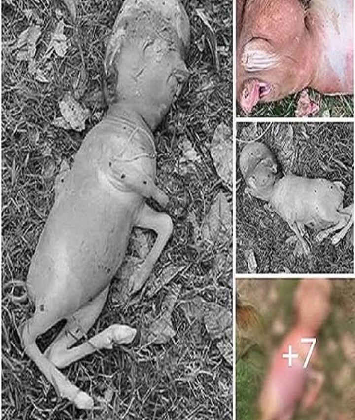 เมืองคอนแตกตื่น “แม่วัว” ออกลูกเป็นคน สัตวแพทย์ตะลึงเกิดมาไม่เคยเห็น ดูรูปจริงใต้คอมเม้น