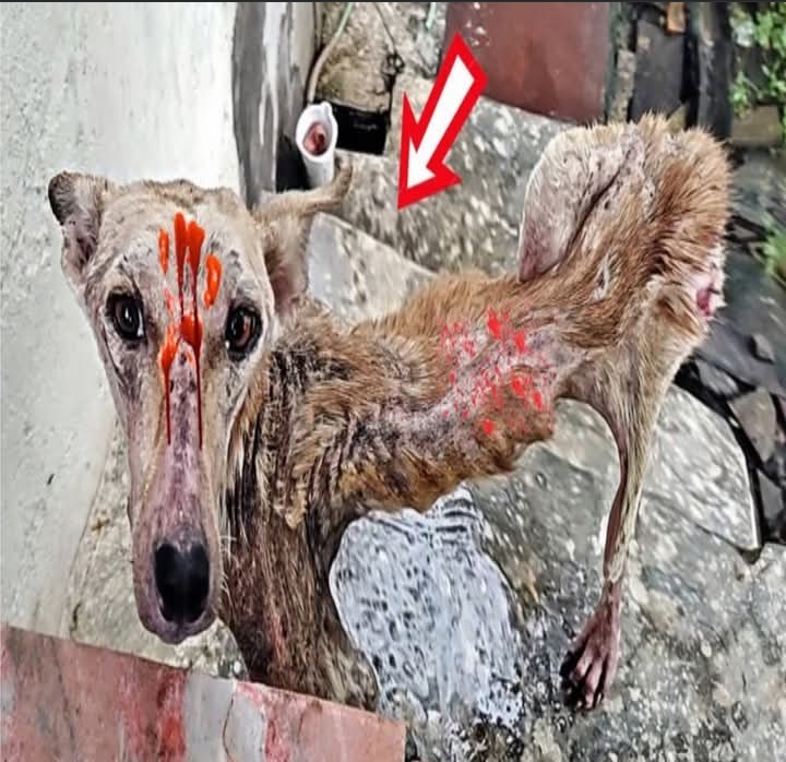 Community’s Compassion Transforms Injured Dog’s Life into Heartwarming Tale of Recovery