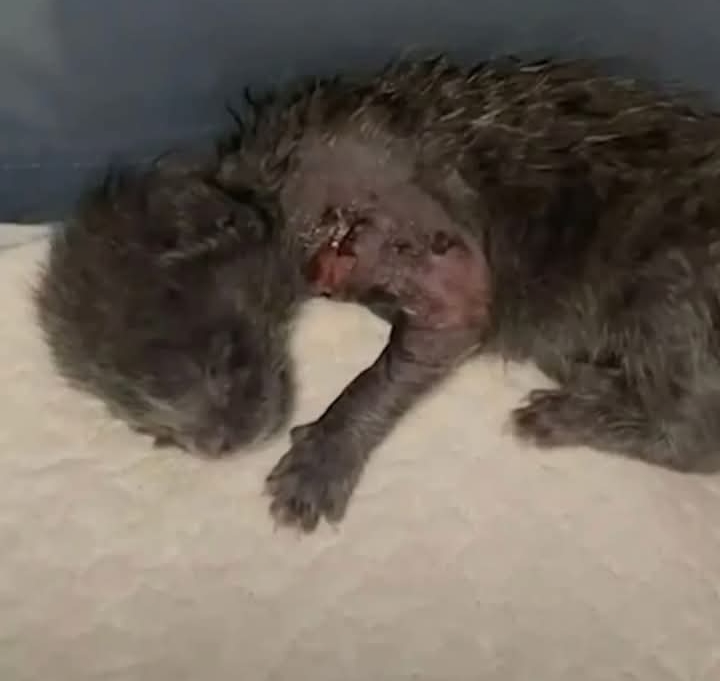 Tiny Kitten Scar Finds Forever Home After Heartwarming Recovery Journey