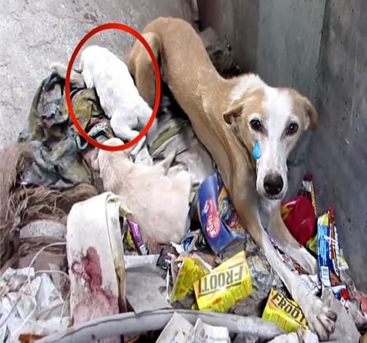 Heartwarming Rescue: Mother Dog and Puppies Saved from Landfill to Begin New Life