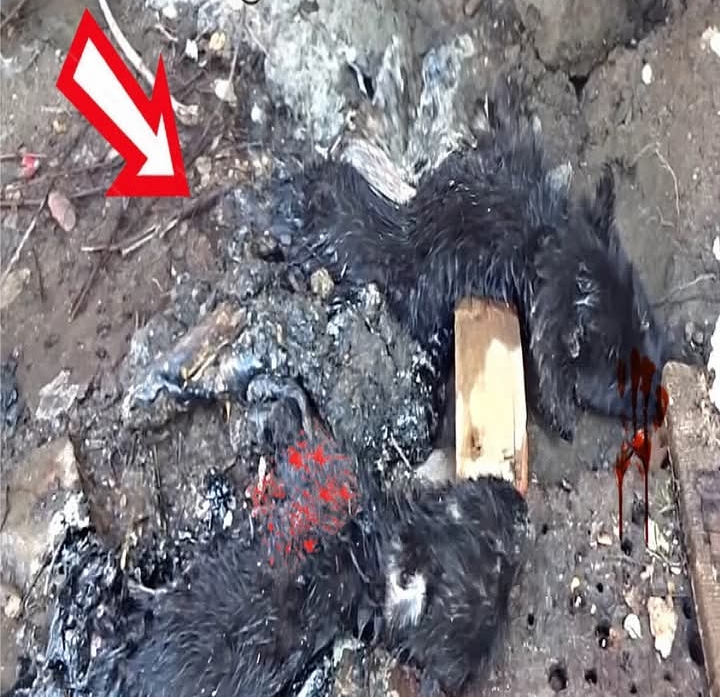 Rescue Mission: Community Rallies to Save Puppies Trapped in Asphalt