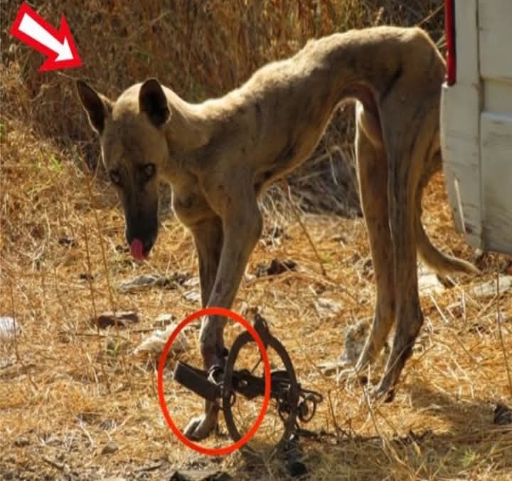 Heroic Rescue Transforms Suffering Dog’s Fate: A Tale of Compassion and Healin