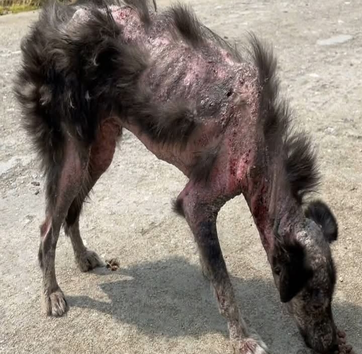 Stray Dog’s Inspiring Fight for Survival in a World of Cruelty