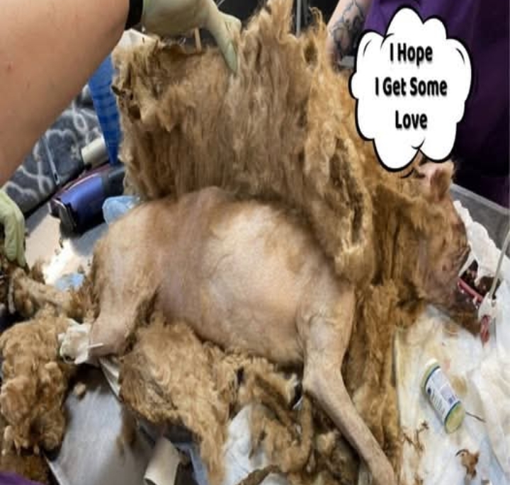 Saving Pierre: A Heartbreaking Tale of Neglect and Redemption