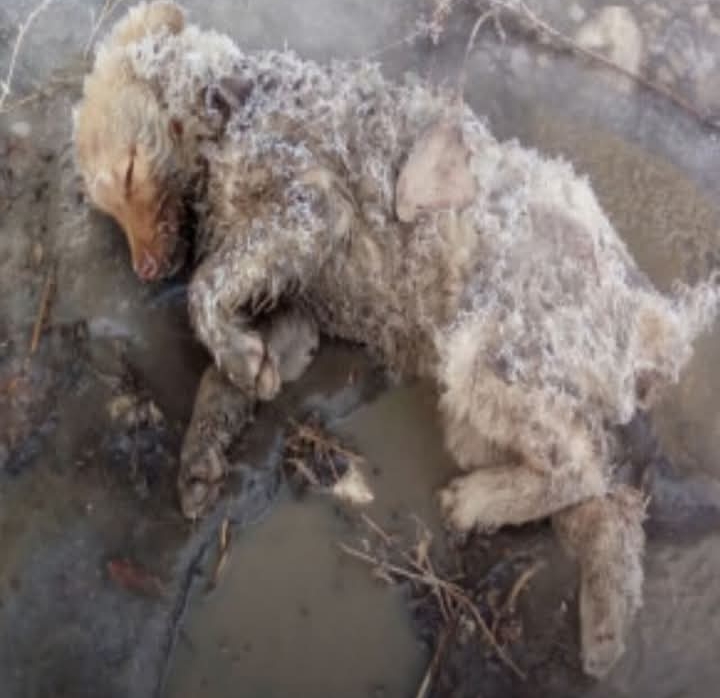 Woman’s Compassion Transforms Limp Canine into Varya, a Symbol of Hope and Survival