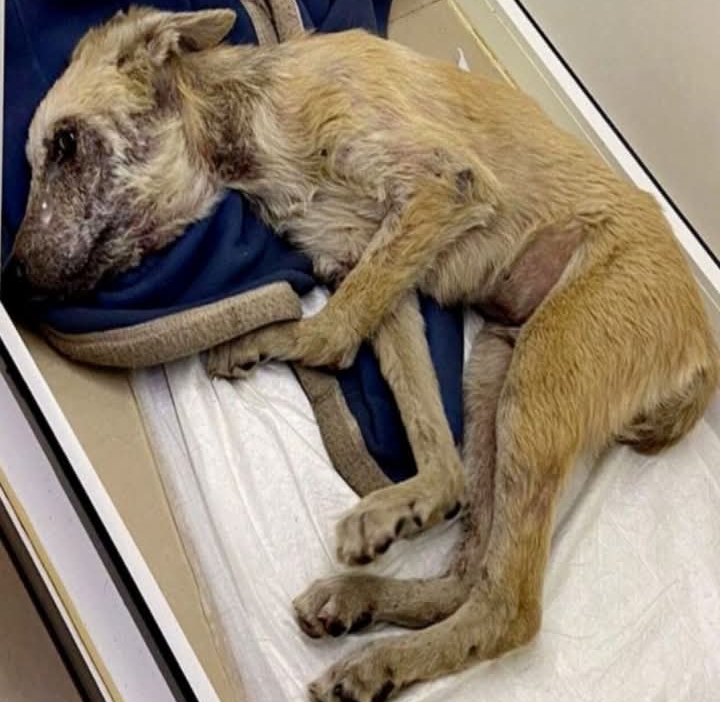 From Desperation to Joy: Zippo’s Journey to a New Life