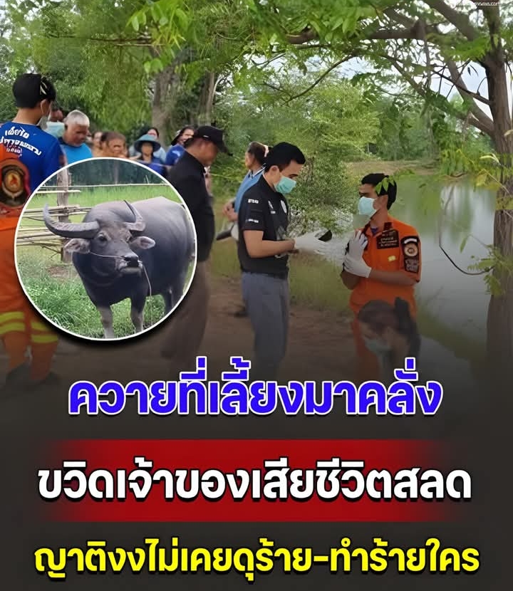 ควายคลั่ง ขวิดเจ้าของที่เลี้ยงมาตั้งแต่เล็กเสียชีวิต ญาติประกาศขาย หวั่นทำร้ายคนอีก เผยไม่รู้สาเหตุ ที่ผ่านมาไม่เคยดุร้าย หรือทำร้ายใคร