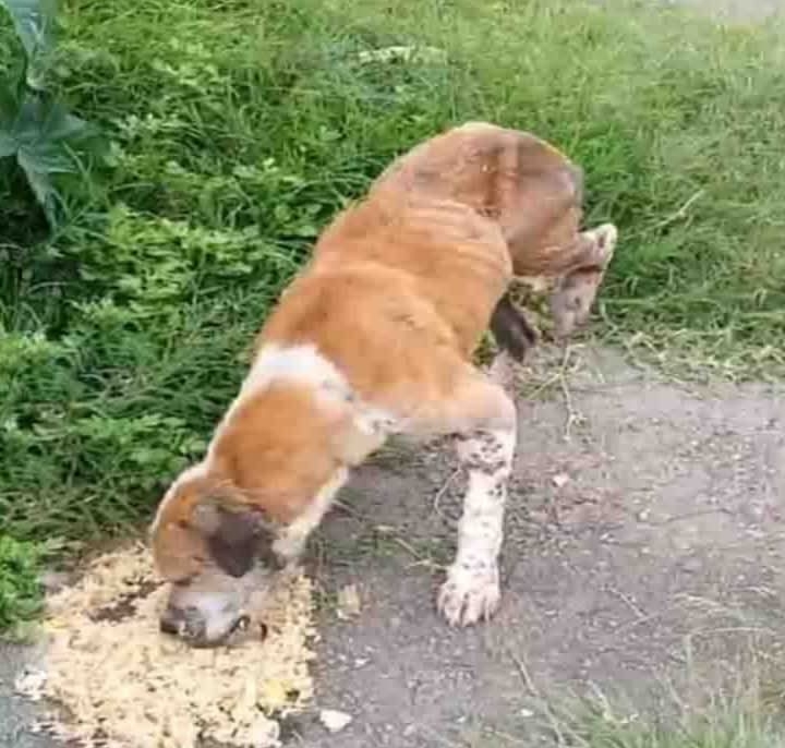 From Neglect to Triumph: Manoel’s Inspiring Journey of Resilience and Recovery