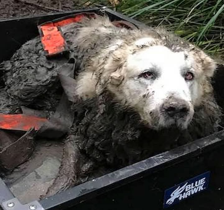 He Disappeared After a Car Crash. 64 Days Later, His Family’s Unwavering Hope Was Finally Rewarded.