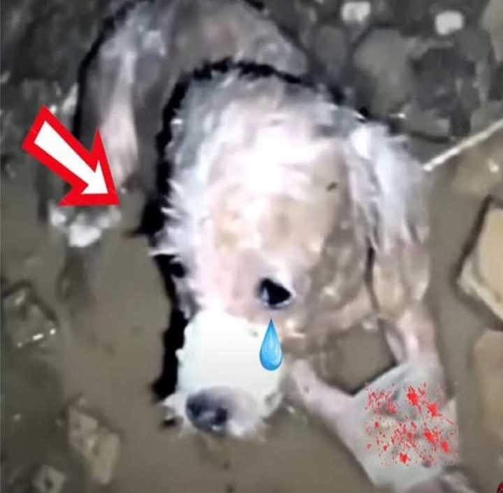 From Lost to Loved: Lucky’s Heartwarming Journey to Health and Happiness