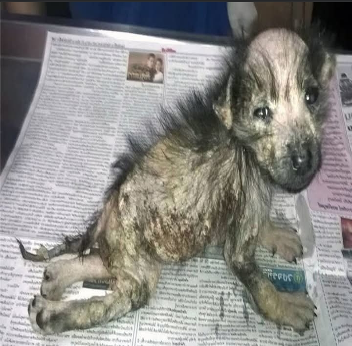 Miracle Puppy Ava Triumphs Over Severe Health Challenges to Begin Anew