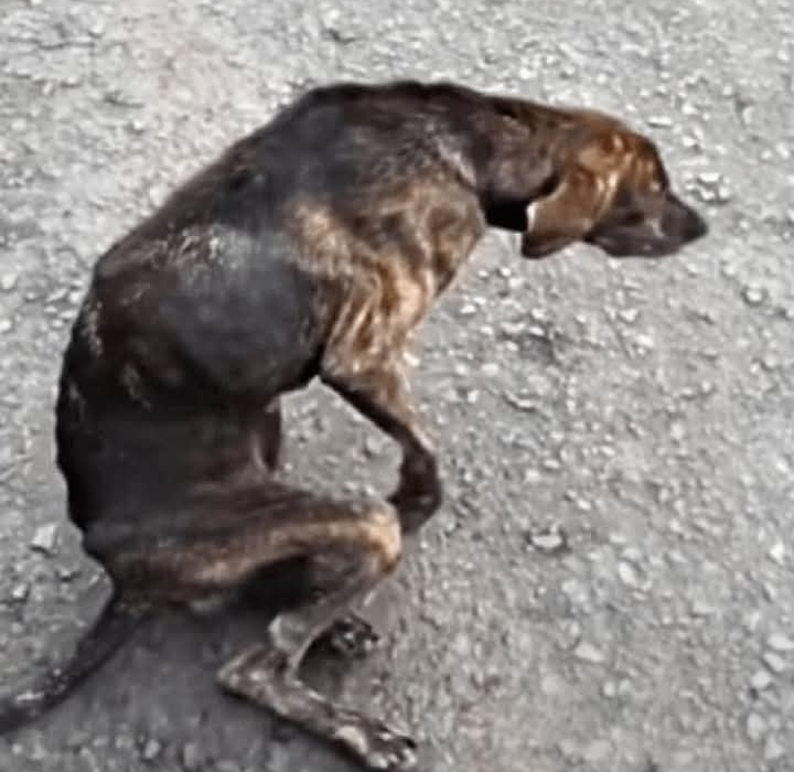 From Desperation to Joy: Struggling Dog Finds New Life in Caring Home
