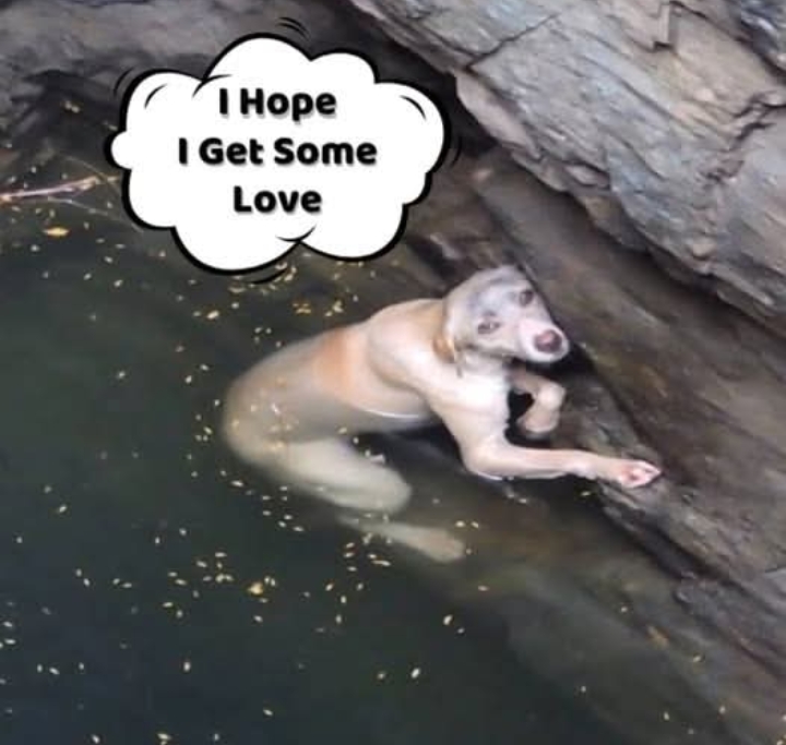 Heroic Rescue: Community Unites to Save Dog Trapped in Well