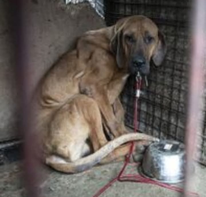 He Was the Last Dog Left in a Slaughterhouse, Too Terrified to Be Saved. But One Rescuer Refused to Leave Him Behind.