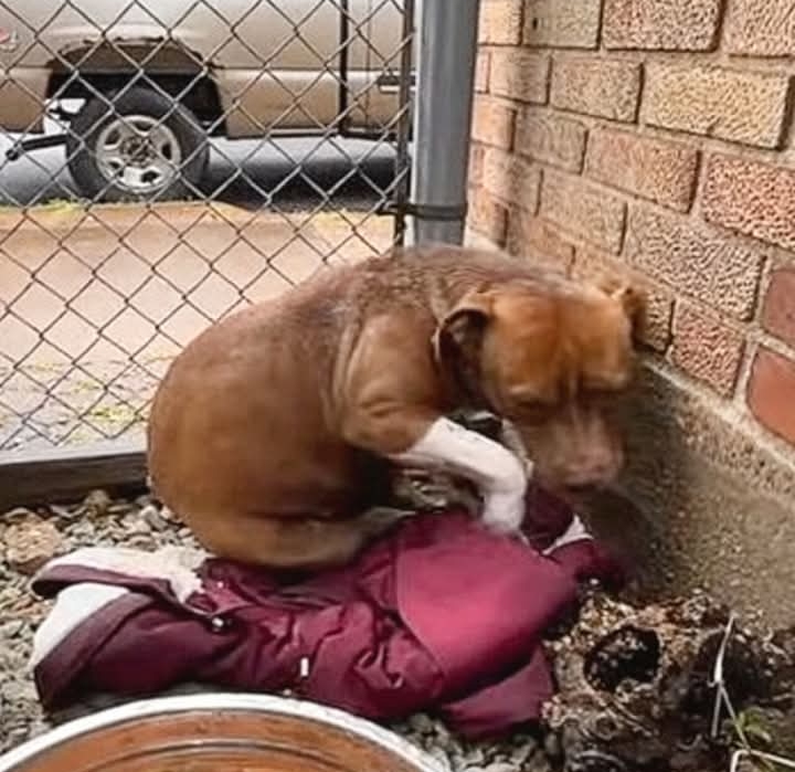 He Was Too Terrified to Let Anyone Near Him. The Simple Thing That Finally Earned His Trust? A Cheeseburger.