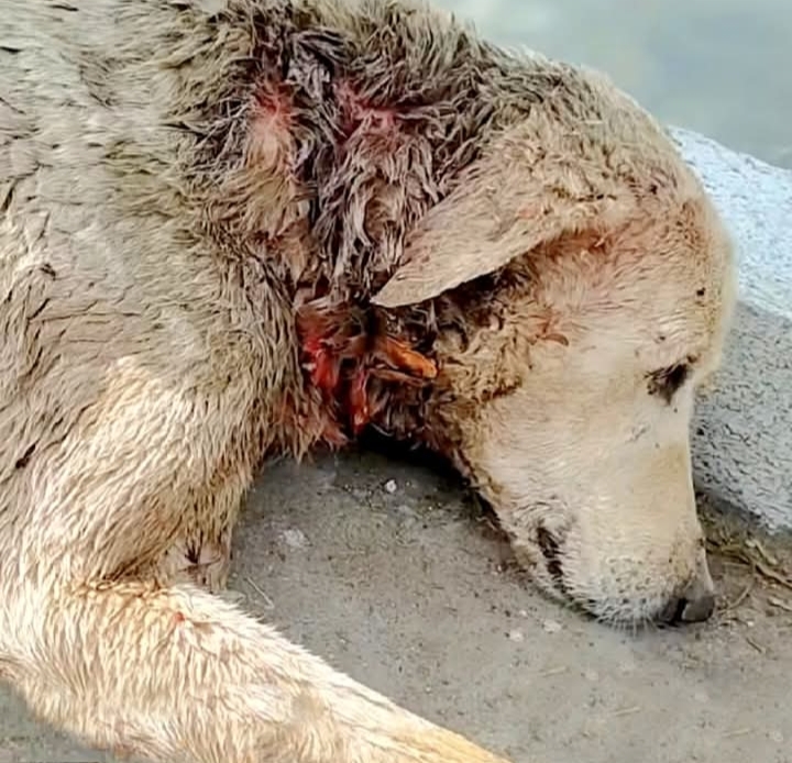 Stray Dog’s Remarkable Recovery: From the Brink of Death to a New Lease on Life