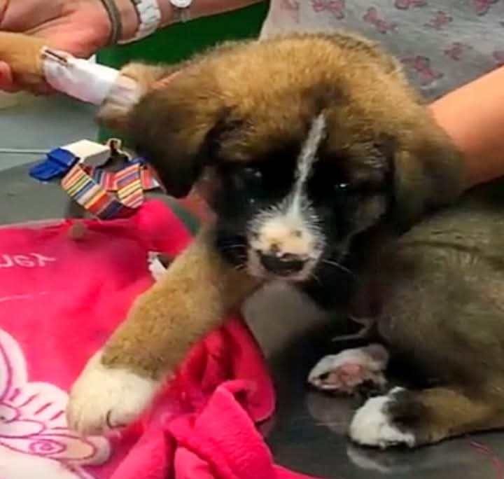 Mastiff Puppy Rescued in Rainy Grado, Asturias, Finds a Forever Home