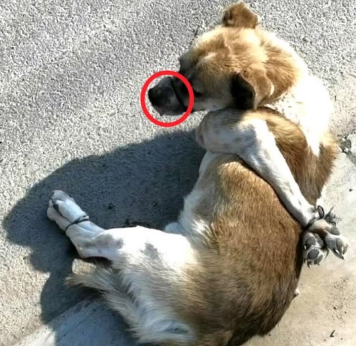 Trapped and Helpless: Dog’s Silent Plea Ignored Amid Chaotic Street