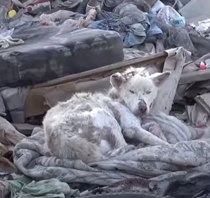 From Trash to Treasure: The Heartwarming Rescue and Recovery of Miley the Dog