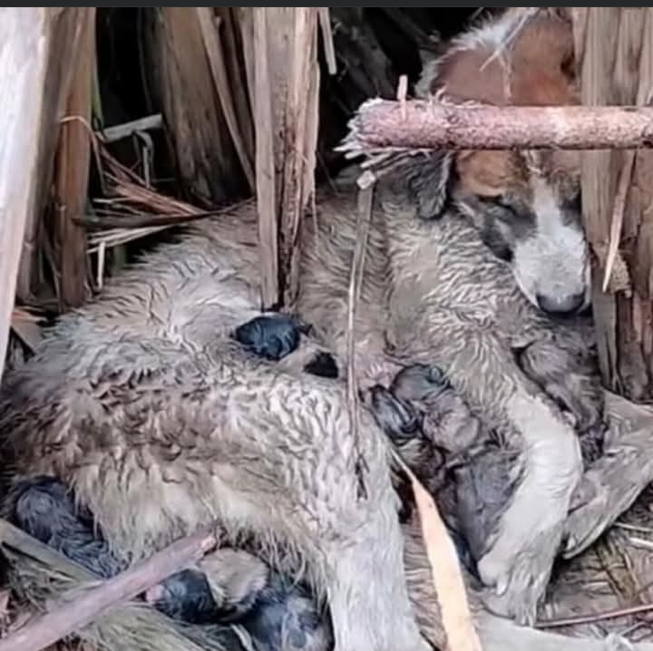 Kind Stranger Rescues Brave Mother Dog and Puppies from Rainy Wilderness