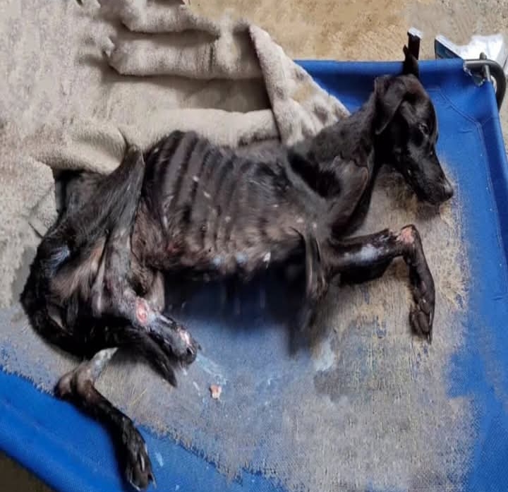 Heartfelt Rescue: Emaciated Dog Finds Hope and Care After Urgent Social Media Plea