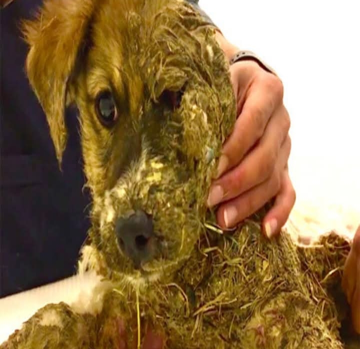 Prank Turns Tragic: Outrage Over Puppy Pascal’s Harrowing Ordeal in Istanbul Sparks Animal Welfare Rally