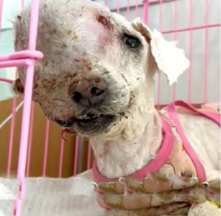 Volunteers’ Unyielding Love Rescues Xiao Fu the Dog from Despair and Disease