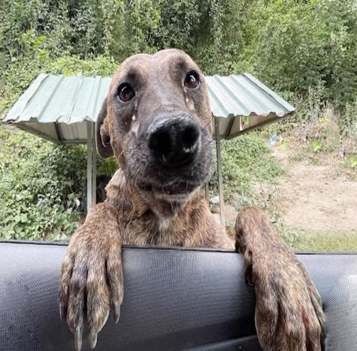 Heroic Rescue: Bea the Dog Gives Birth to 10 Puppies After Life-Saving Intervention