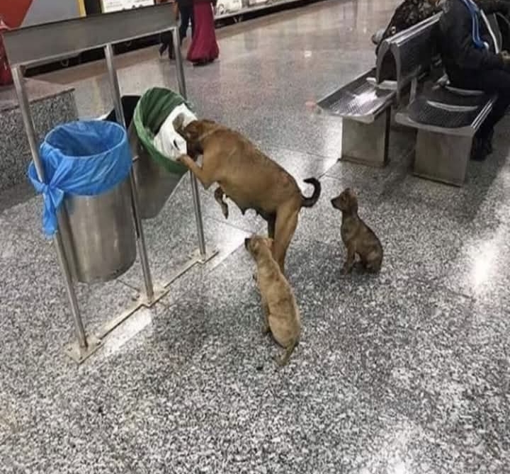 Stray Dog’s Unyielding Love Highlights Universal Maternal Devotion and Sacrifice