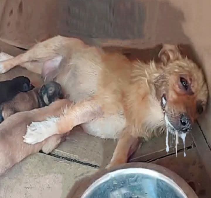 Luna’s Miracle: Resilient Mother Dog Overcomes Poisoning to Find Loving Home with Pups