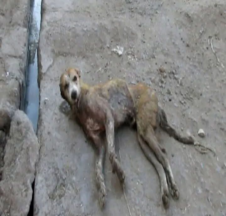 From Tragedy to Triumph: How Compassion Revived Mayor Sahib the Dog