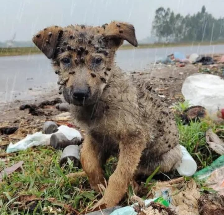 From Icy Struggle to Warmth: A Dog’s Journey from Neglect to Love