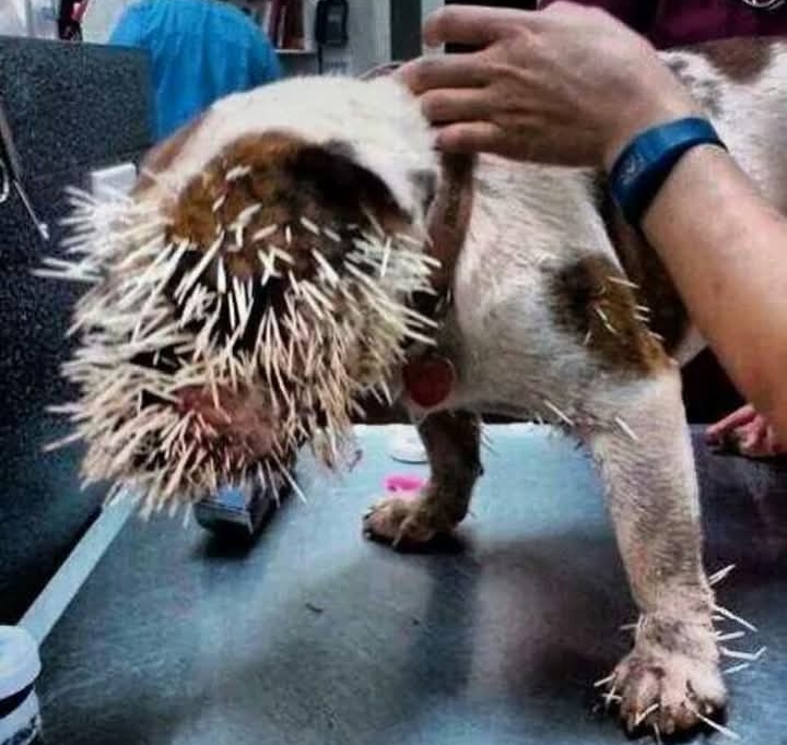 As Her Own Body Shut Down from Disease, She Used It as One Final Shield to Protect Her Puppies.