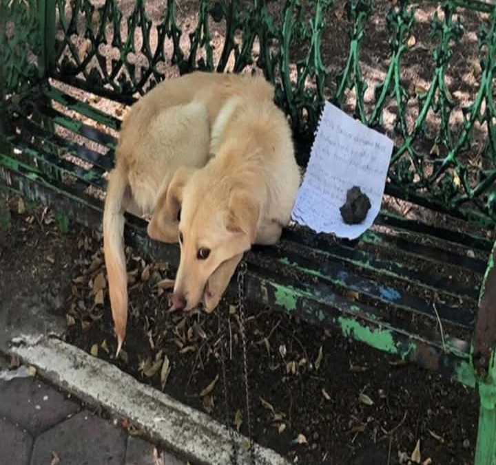 From Fear to Joy: Rescue Group Transforms Boston the Pup’s Life