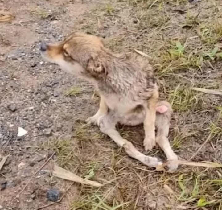 From Abandoned to Thriving: Charlotte the Rescue Dog’s Remarkable Transformation and Triump