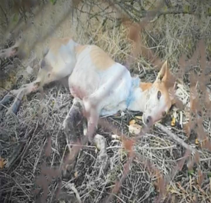 From Chains to Care: How One Village Rescued Tristan from Racing’s Dark Side