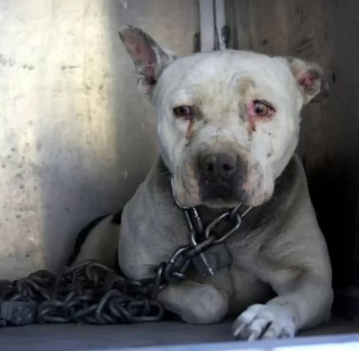 Rescued Dog Violet Embarks on a Journey to Healing and Home in New Mexico