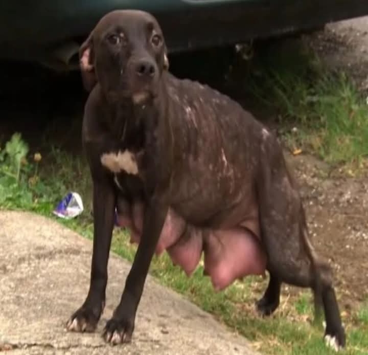 Heartwarming Rescue in New Orleans Reunites Mother Pit Bull with Her Lost Puppies