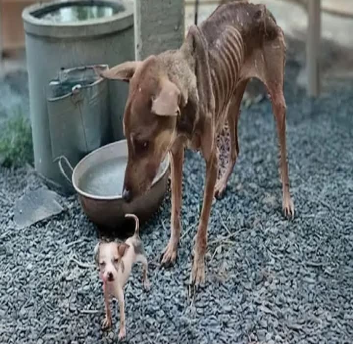 Heartbroken Mother Dog’s Unwavering Love Highlights Emotional Depth and Resilience in Animals